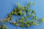 Brassicaceae - Lepidium didymum 