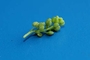 Brassicaceae - Lepidium didymum 