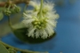 Fabaceae - Pithecellobium dulce 