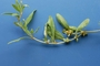 Amaranthaceae - Atriplex semibaccata 