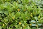 Asteraceae - Lipochaeta succulenta 