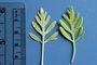 Asteraceae - Artemisia australis 