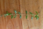 Rubiaceae - Oldenlandia corymbosa 