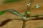 Rubiaceae - Oldenlandia corymbosa 