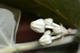 Apocynaceae - Calotropis gigantea 
