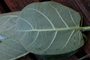 Apocynaceae - Calotropis gigantea 
