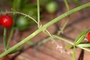 Asparagaceae - Asparagus densiflorus 