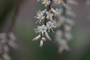 Asparagaceae - Cordyline fruticosa 