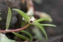 Portulacaceae - Portulaca pilosa 