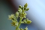 Lauraceae - Persea americana 