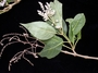 Amaranthaceae - Achyranthes marchionica 