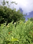 Apocynaceae - Asclepias sp. 