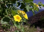 Cordiaceae - Cordia lutea 