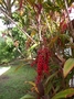 Asparagaceae - Cordyline fruticosa 