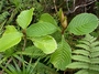 Gesneriaceae - Cyrtandra jonesii 