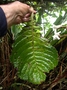 Gesneriaceae - Cyrtandra jonesii 