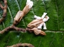 Gesneriaceae - Cyrtandra jonesii 