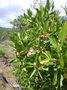 Sapindaceae - Dodonaea viscosa 
