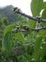 Moraceae - Ficus prolixa var. prolixa 