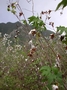 Malvaceae - Gossypium hirsutum var. taitense 