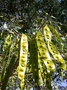 Fabaceae - Albizia lebbeck 