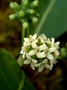 Rubiaceae - Gynochthodes myrtifolia 