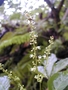 Sapindaceae - Allophylus timoriensis 