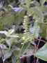 Sapindaceae - Allophylus timoriensis 