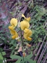 Fabaceae - Crotalaria retusa 