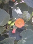 Malvaceae - Abutilon grandifolium 