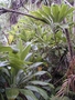 Asparagaceae - Cordyline terminalis 