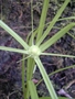 Cyperaceae - Cyperus moutona 