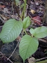 Passifloraceae - Passiflora quadrangularis 