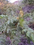 Fabaceae - Guilandina bonduc 