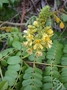 Fabaceae - Guilandina bonduc 