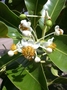 Calophyllaceae - Calophyllum inophyllum 