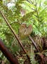 Dioscoreaceae - Dioscorea bulbifera 