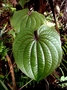 Dioscoreaceae - Dioscorea bulbifera 