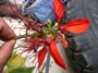 Fabaceae - Erythrina variegata 