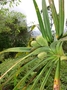 Pandanaceae - Freycinetia impavida 