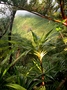 Pandanaceae - Freycinetia impavida 