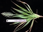 Poaceae - Dinebra marquisensis 