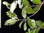 Rubiaceae - Gynochthodes myrtifolia 