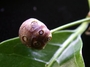 Rubiaceae - Gynochthodes myrtifolia 