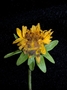 Asteraceae - Bidens wichmanii 