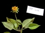 Asteraceae - Bidens wichmanii 