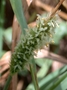 Poaceae - Cenchrus articularis 