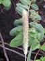Poaceae - Cenchrus articularis 