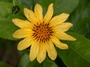 Asteraceae - Bidens henryi 