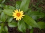 Asteraceae - Bidens henryi 